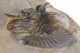 Rare, Spiny Corynexochid Trilobite (Bojoscutellum?) - Morocco #381156-4